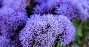 Cura dell agerato:coltivazione e mantenimento dei fiori di filo interdentale 