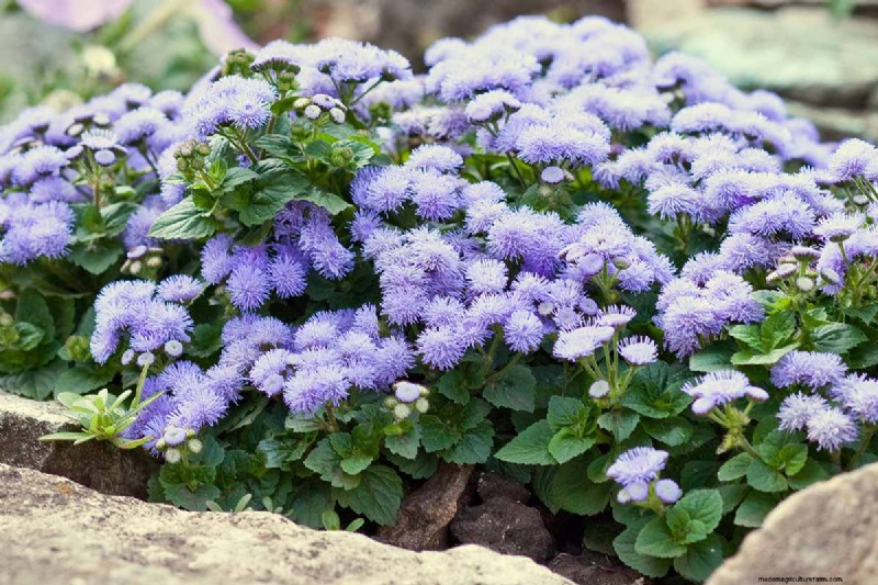 Cura dell agerato:coltivazione e mantenimento dei fiori di filo interdentale 