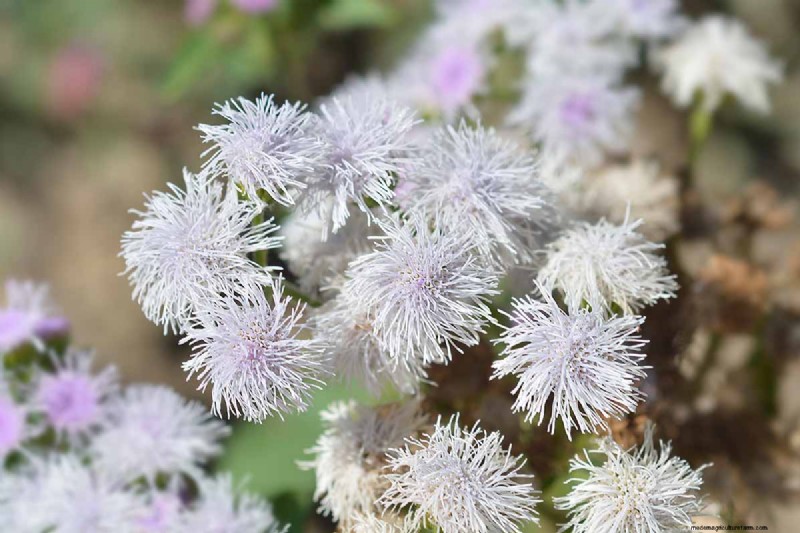 Cura dell agerato:coltivazione e mantenimento dei fiori di filo interdentale 