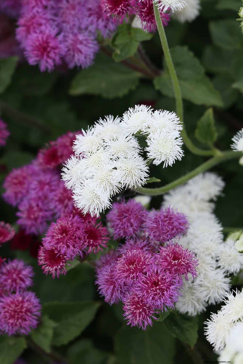 Cura dell agerato:coltivazione e mantenimento dei fiori di filo interdentale 