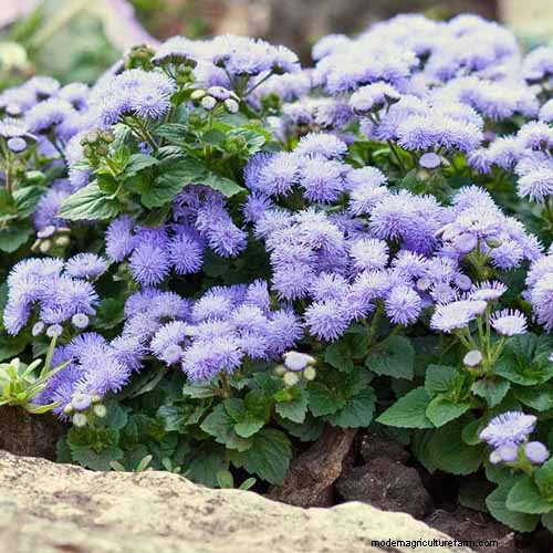Cura dell agerato:coltivazione e mantenimento dei fiori di filo interdentale 