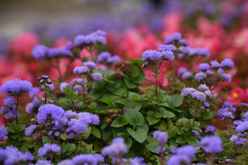 Cura dell agerato:coltivazione e mantenimento dei fiori di filo interdentale 