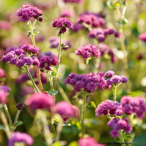 Cura dell agerato:coltivazione e mantenimento dei fiori di filo interdentale 