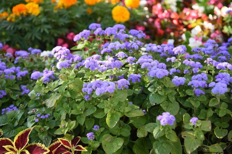 Cura dell agerato:coltivazione e mantenimento dei fiori di filo interdentale 