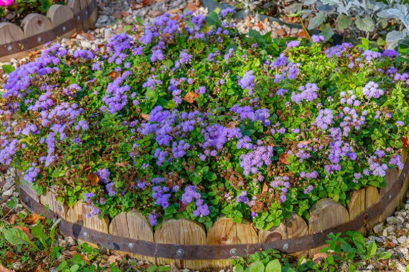 Cura dell agerato:coltivazione e mantenimento dei fiori di filo interdentale 