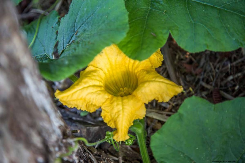 バターカップスカッシュ:植え付け、栽培、保管ガイド 