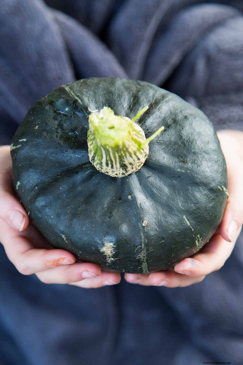 バターカップスカッシュ:植え付け、栽培、保管ガイド 