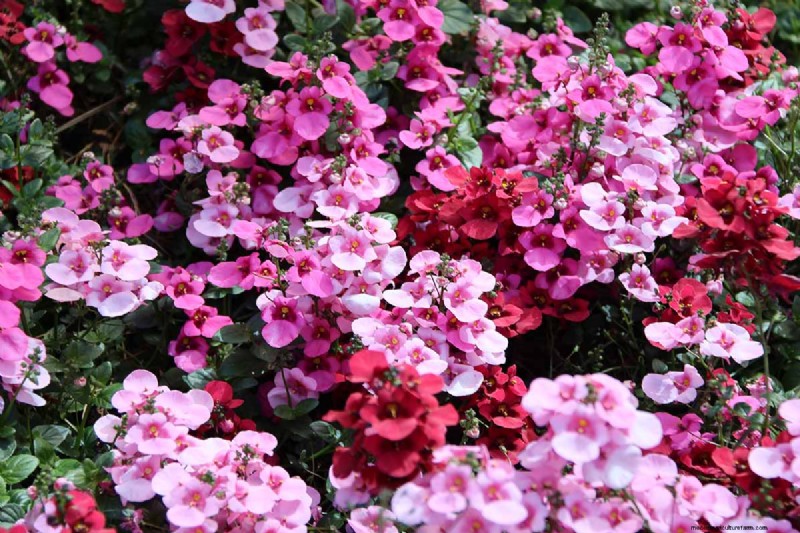Diascia in crescita (Twinspur):una guida completa 