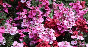 Cultivo de Diascia (Twinspur):una guía completa 