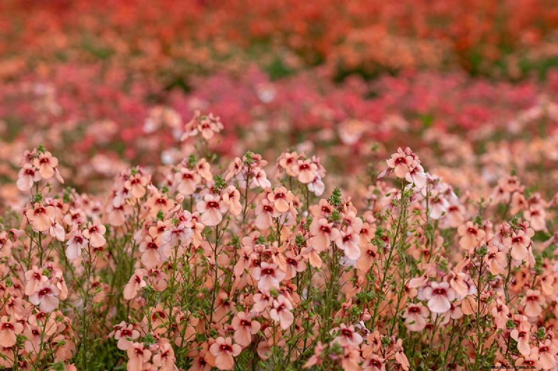 Diascia in crescita (Twinspur):una guida completa 