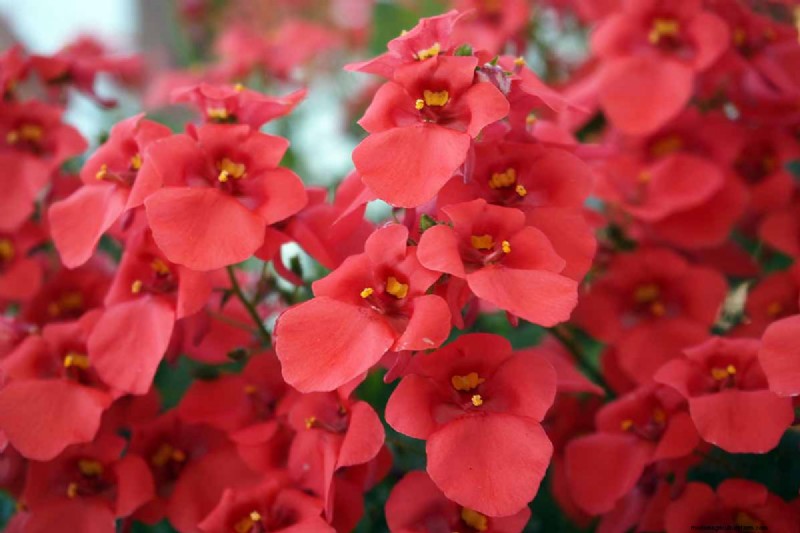 Diascia in crescita (Twinspur):una guida completa 