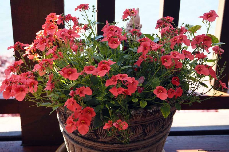 Diascia in crescita (Twinspur):una guida completa 