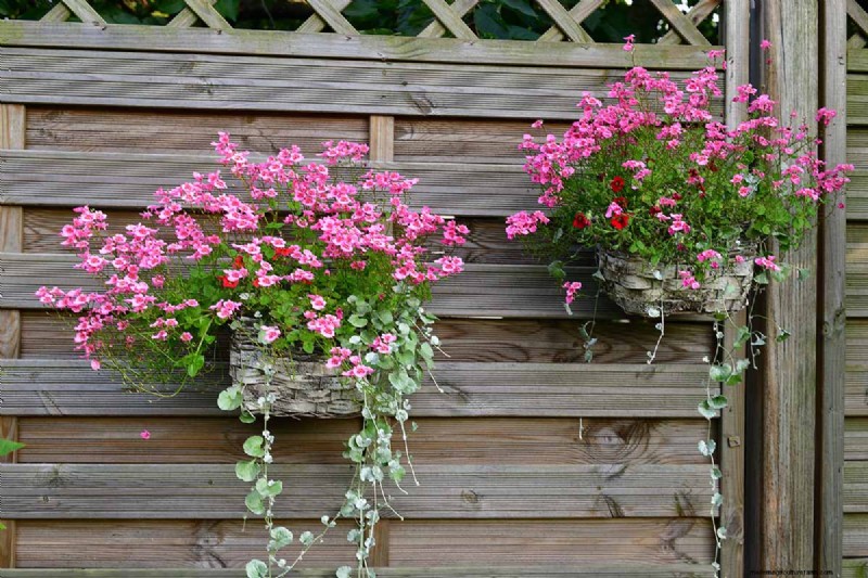 Diascia in crescita (Twinspur):una guida completa 