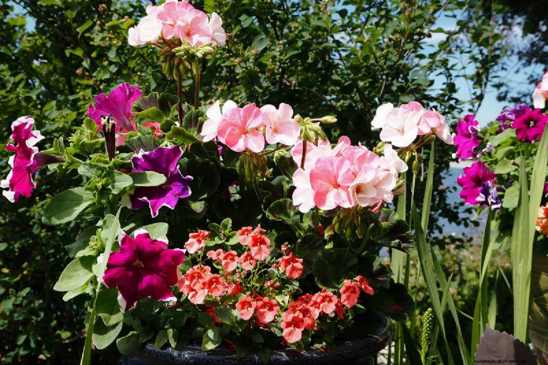 Diascia in crescita (Twinspur):una guida completa 