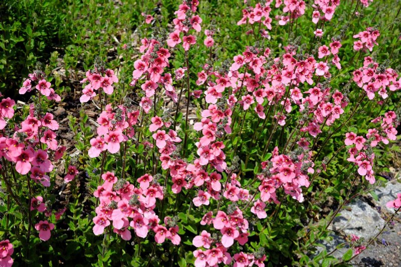 Diascia in crescita (Twinspur):una guida completa 