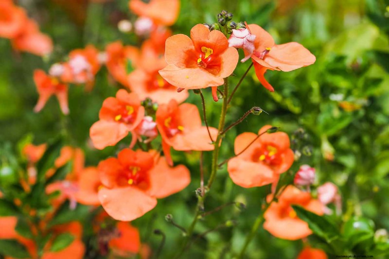 Diascia in crescita (Twinspur):una guida completa 