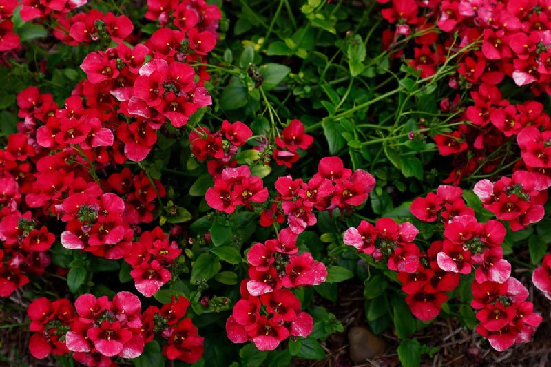 Diascia in crescita (Twinspur):una guida completa 