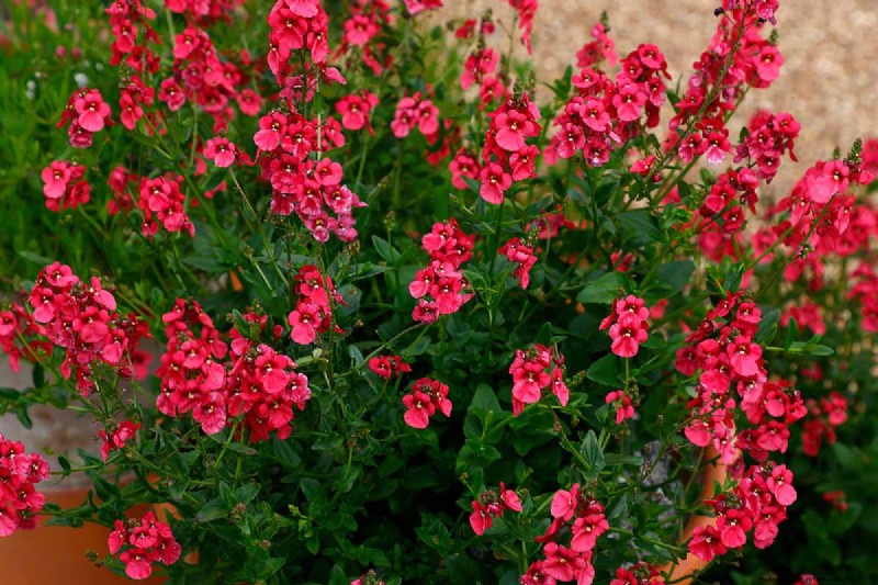 Diascia in crescita (Twinspur):una guida completa 