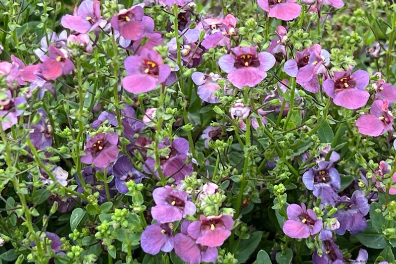 Diascia in crescita (Twinspur):una guida completa 