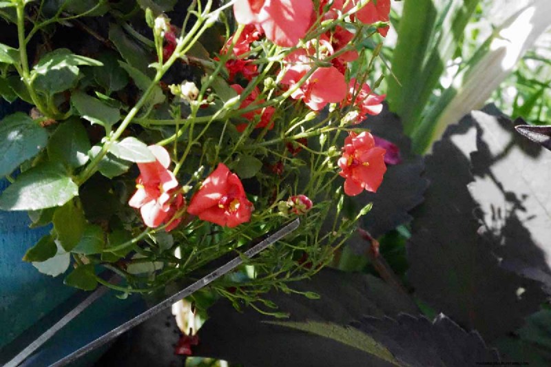 Diascia in crescita (Twinspur):una guida completa 