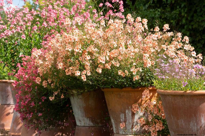 Diascia in crescita (Twinspur):una guida completa 