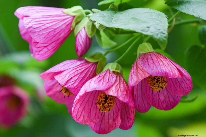 Blühender Ahorn (Abutilon):Pflege- und Wachstumsratgeber 