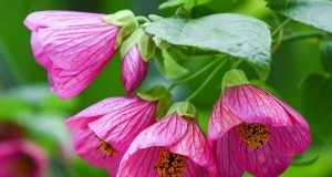 Blühender Ahorn (Abutilon):Pflege- und Wachstumsratgeber 