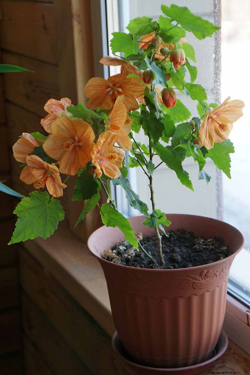 Blühender Ahorn (Abutilon):Pflege- und Wachstumsratgeber 