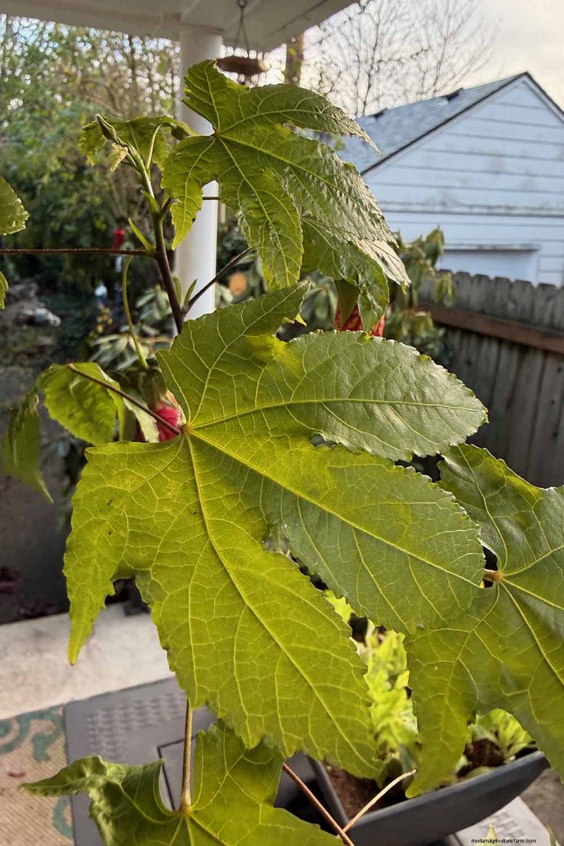 Blühender Ahorn (Abutilon):Pflege- und Wachstumsratgeber 