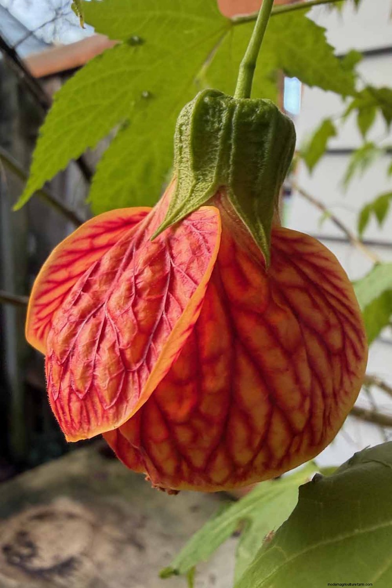 Blühender Ahorn (Abutilon):Pflege- und Wachstumsratgeber 