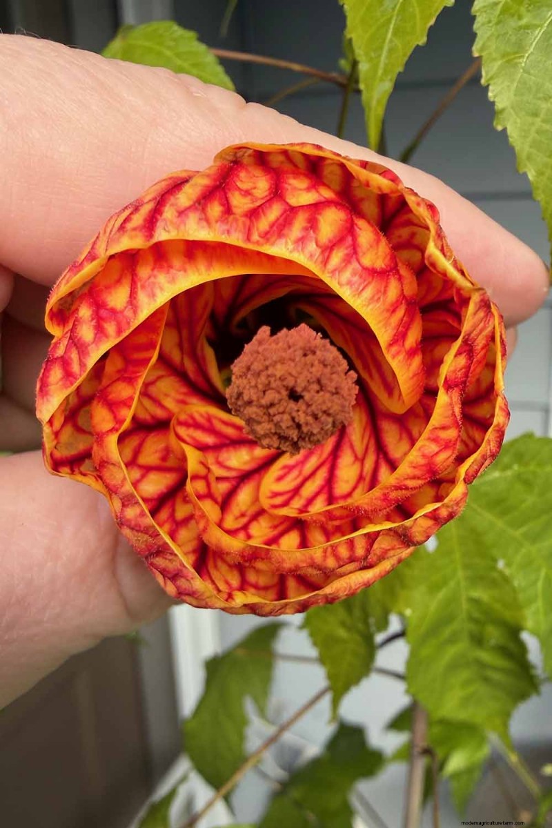 Blühender Ahorn (Abutilon):Pflege- und Wachstumsratgeber 