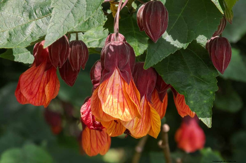 Blühender Ahorn (Abutilon):Pflege- und Wachstumsratgeber 