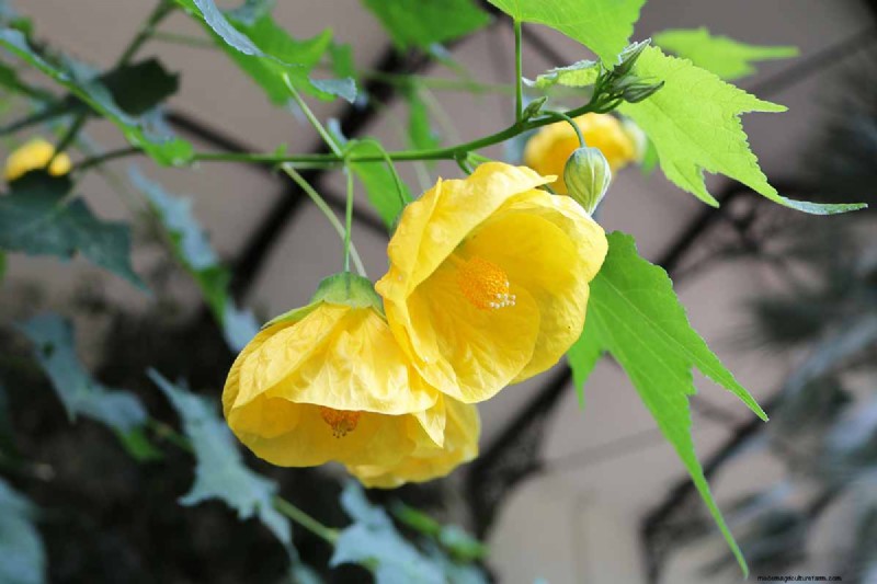 Blühender Ahorn (Abutilon):Pflege- und Wachstumsratgeber 