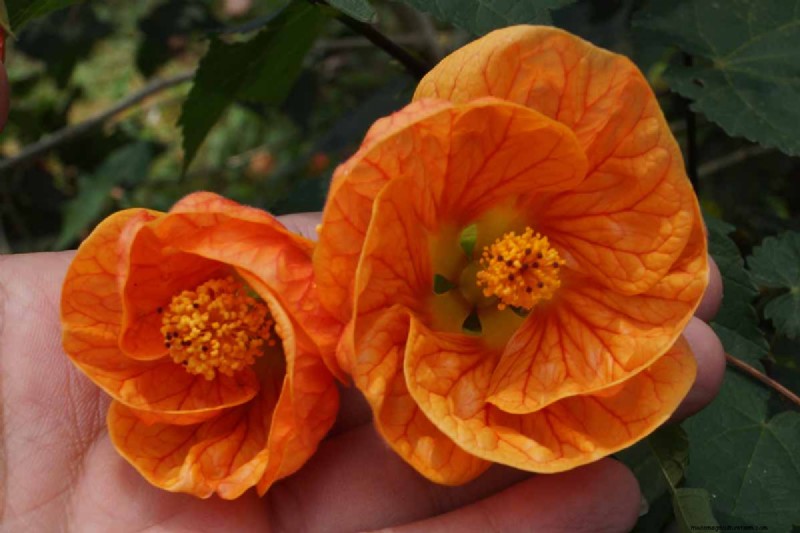 Blühender Ahorn (Abutilon):Pflege- und Wachstumsratgeber 