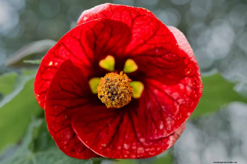 Blühender Ahorn (Abutilon):Pflege- und Wachstumsratgeber 