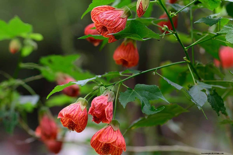 Blühender Ahorn (Abutilon):Pflege- und Wachstumsratgeber 