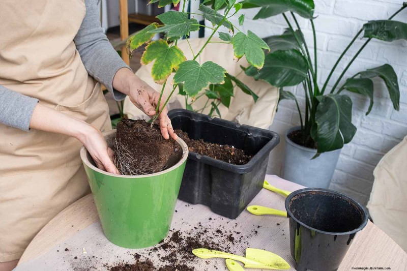 Blühender Ahorn (Abutilon):Pflege- und Wachstumsratgeber 