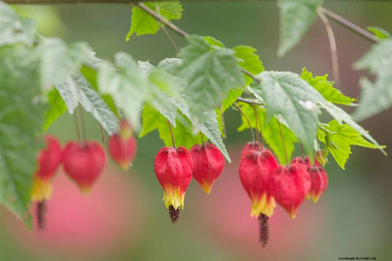 Blühender Ahorn (Abutilon):Pflege- und Wachstumsratgeber 
