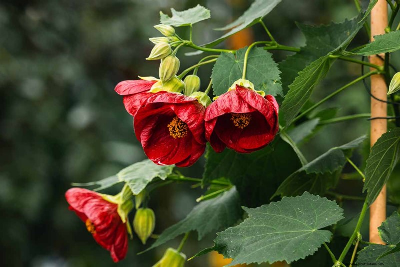 Blühender Ahorn (Abutilon):Pflege- und Wachstumsratgeber 