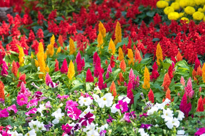 晩夏の一年生植物:鮮やかな秋を彩る15の植物 