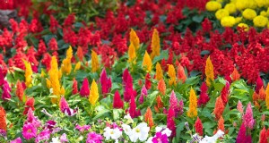 Late Summer Annuals:15 planten voor levendige herfstkleuren 