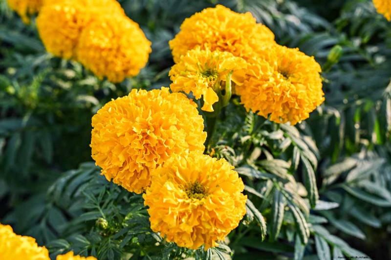 晩夏の一年生植物:鮮やかな秋を彩る15の植物 