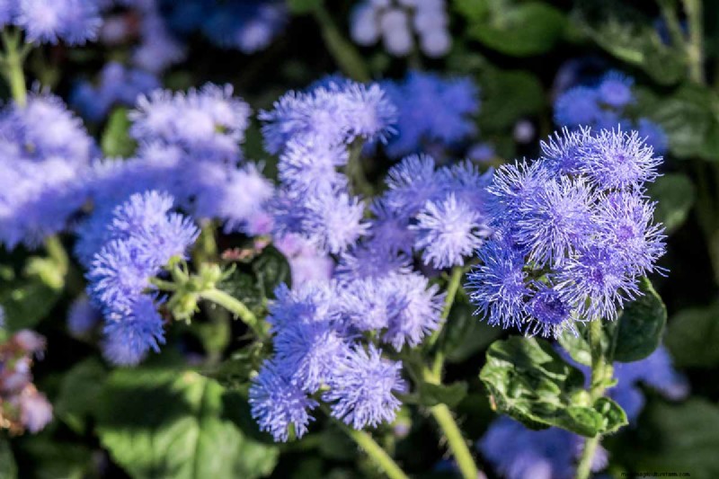 晩夏の一年生植物:鮮やかな秋を彩る15の植物 