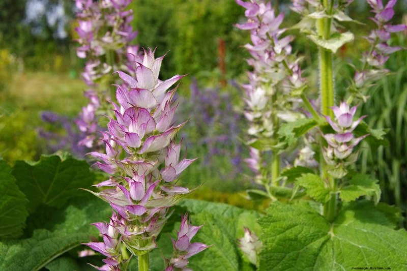 晩夏の一年生植物:鮮やかな秋を彩る15の植物 