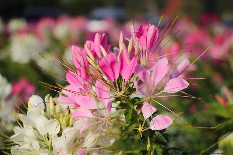 晩夏の一年生植物:鮮やかな秋を彩る15の植物 