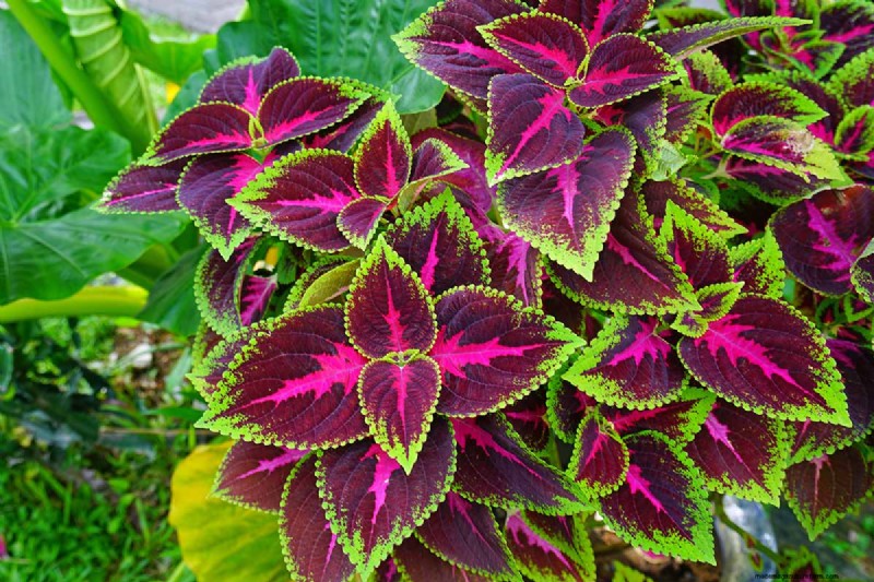 晩夏の一年生植物:鮮やかな秋を彩る15の植物 