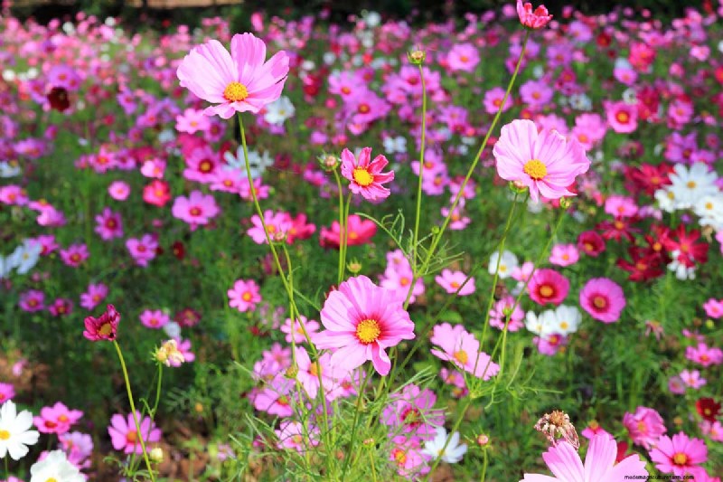 晩夏の一年生植物:鮮やかな秋を彩る15の植物 