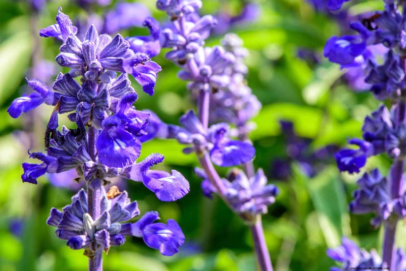 晩夏の一年生植物:鮮やかな秋を彩る15の植物 