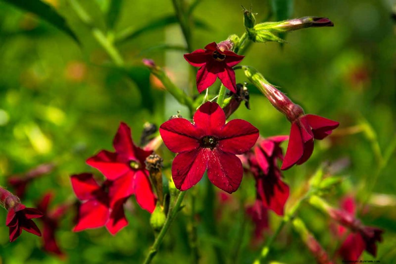 晩夏の一年生植物:鮮やかな秋を彩る15の植物 