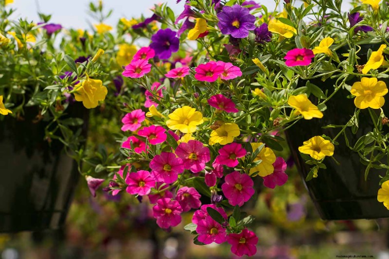 晩夏の一年生植物:鮮やかな秋を彩る15の植物 